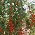 Ningxia al por mayor fruta de goji